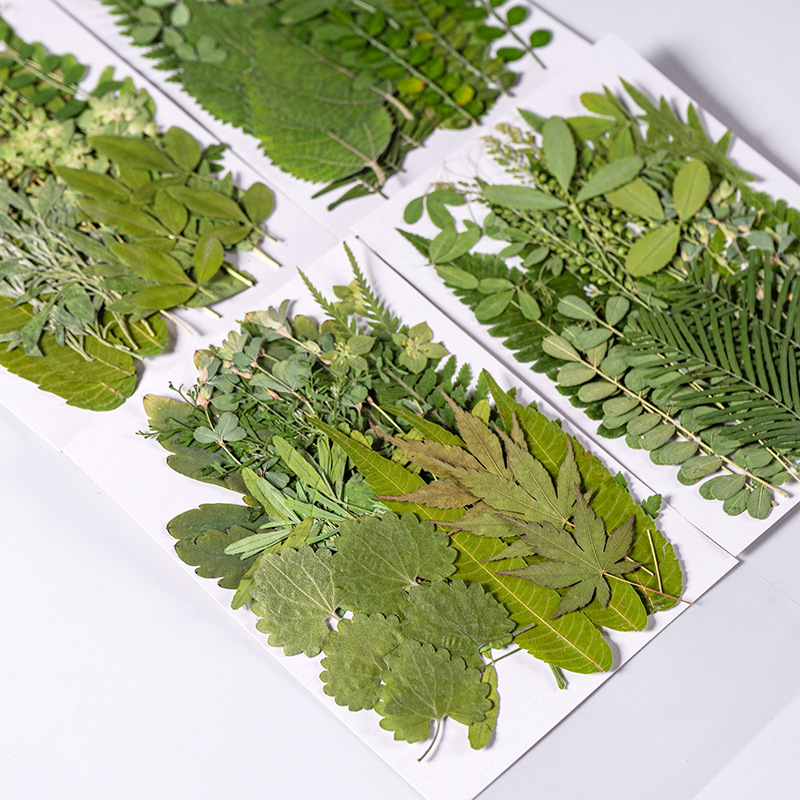 1Set 35 Buah Herbarium Daun Ca - Dried Flower Bulk ulasan dan harga