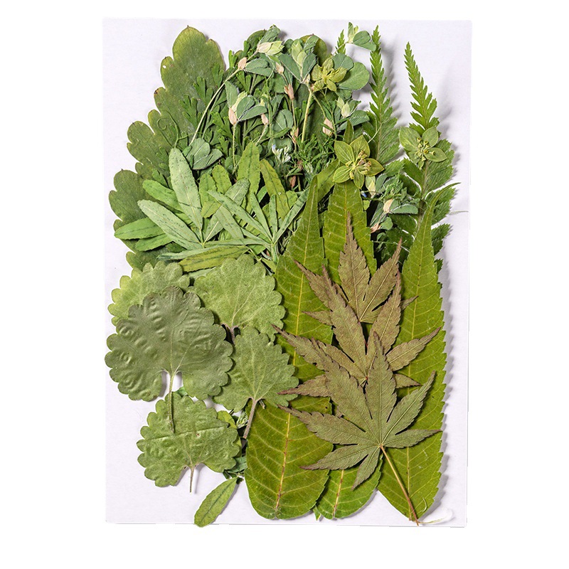 1Set 35 Buah Herbarium Daun Ca - Dried Flower Bulk ulasan dan harga