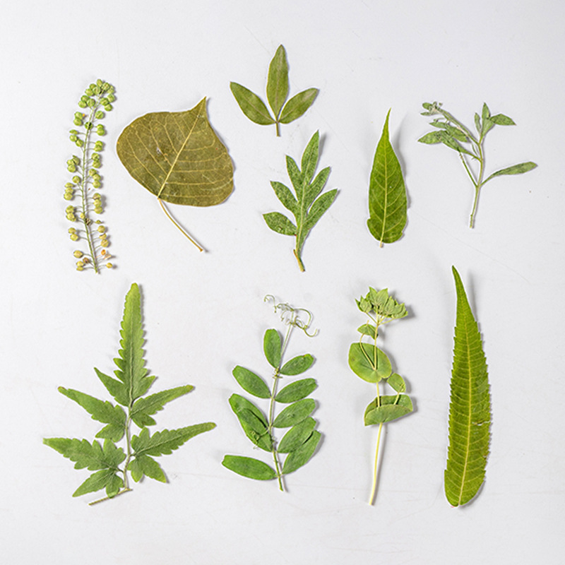 1Set 35 Buah Herbarium Daun Ca - Dried Flower Bulk ulasan dan harga